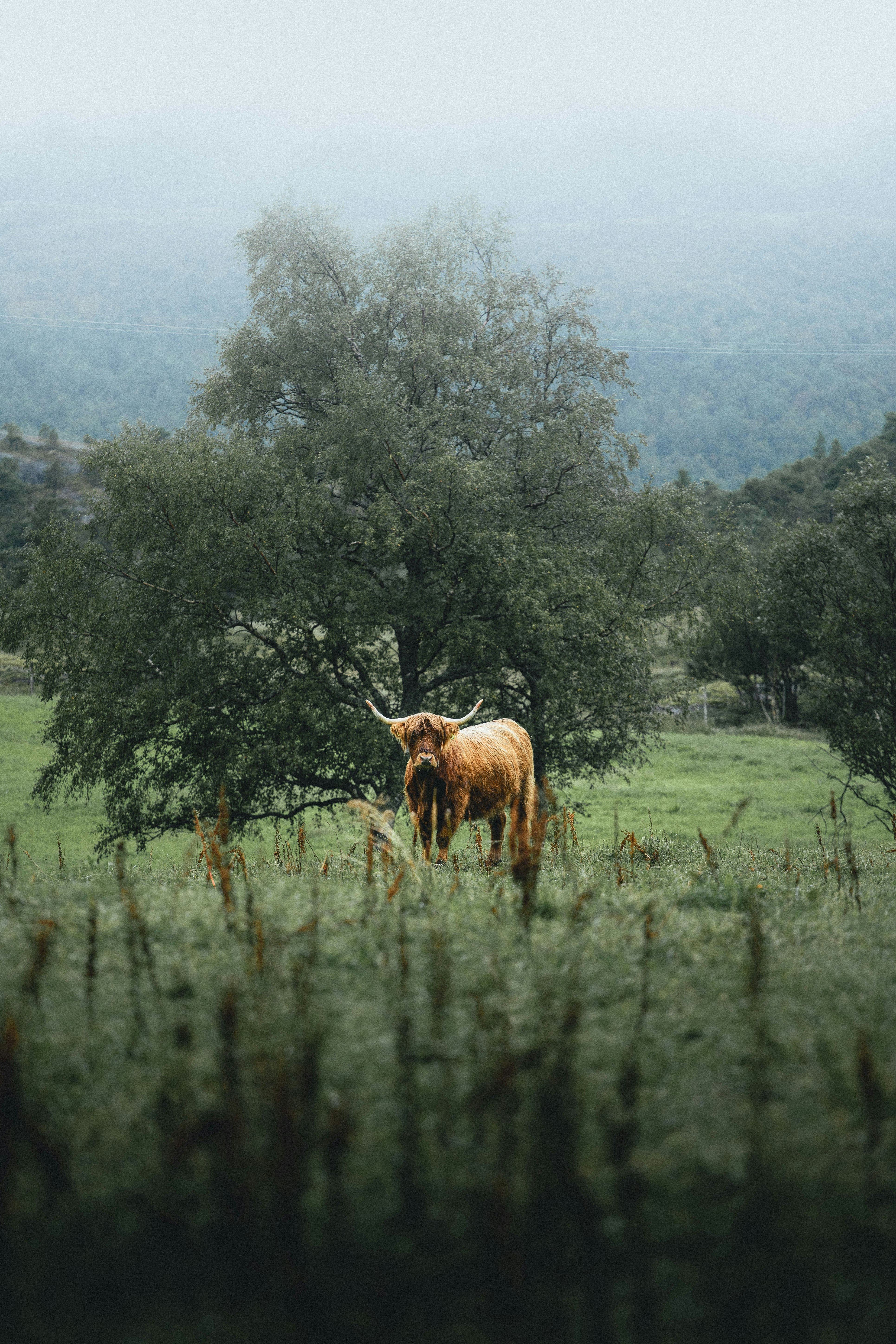 brown cow on green grass field during daytime